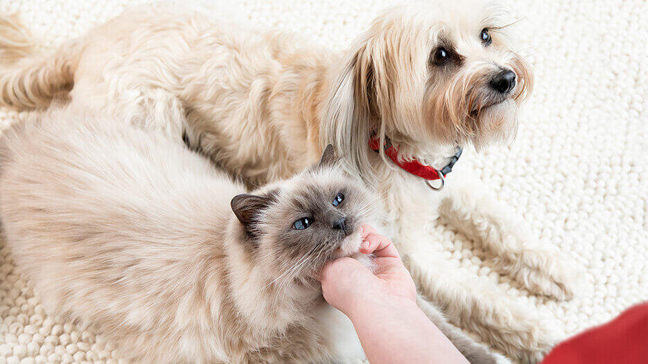 Can dogs eat cat clearance food for a day